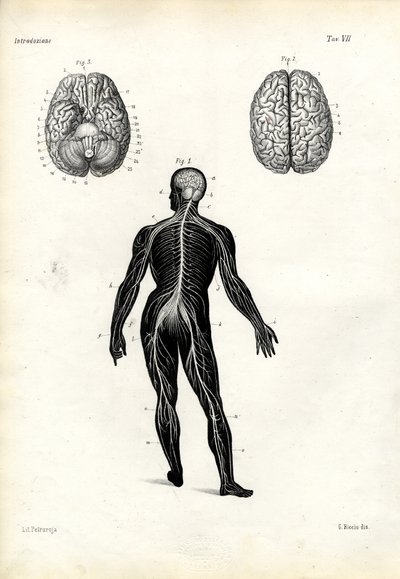 Brain, 1863-79 by Raimundo Petraroja